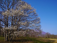 戸隠牧場の大山桜「五地蔵桜」♪ 2015/05/03 19:07:11