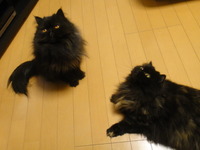 匠の技を持つ猫