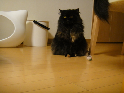 猫から圧力をかけられる