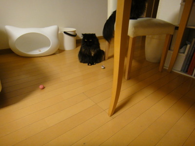 猫から圧力をかけられる