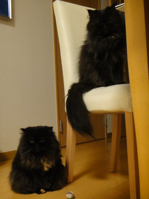 猫から圧力をかけられる