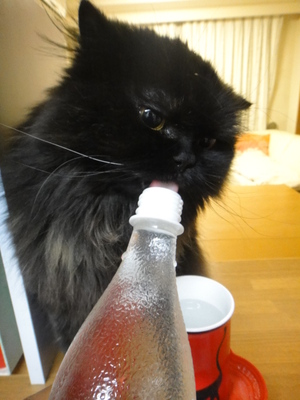ねだる猫に逆らえない