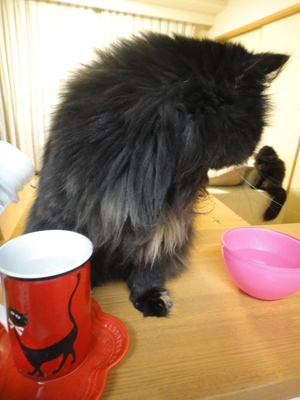 ねだる猫に逆らえない