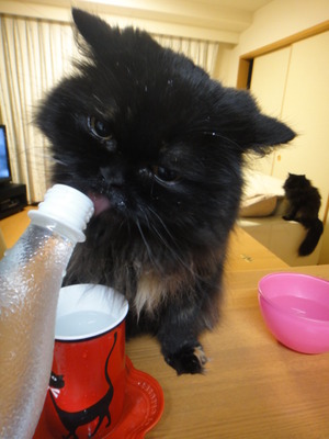 ねだる猫に逆らえない