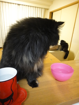 ねだる猫に逆らえない