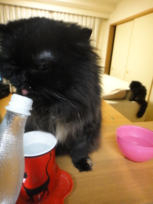 ねだる猫に逆らえない