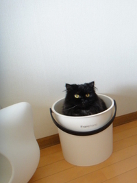 愛のバケツ劇場