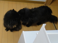 フラれちゃったのー