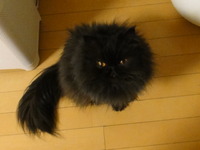 遊んでくれないなら