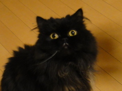 メイキング・くまモン