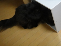 モフモフトレンドスポット