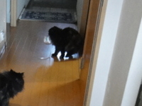 猫に手伝ってもらう