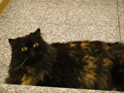 避暑地始めました
