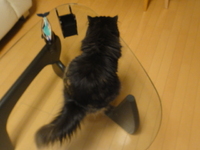 翼猫に疑惑発覚！