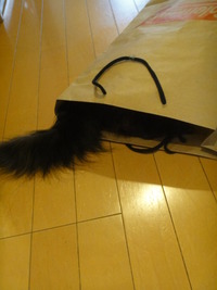 翼猫あっさり捕獲