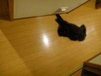 猫にお誘いを受ける