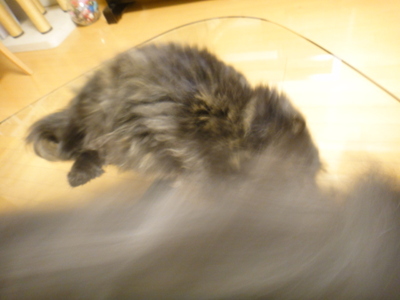 翼猫が飛んだ日