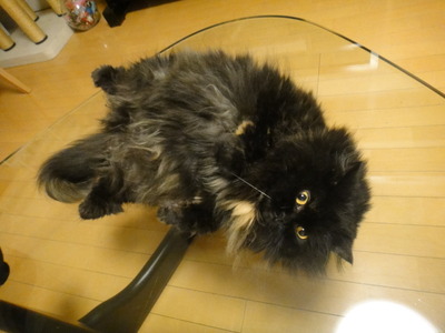 翼猫が飛んだ日
