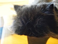 ひんやりシェア