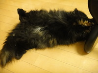 猫背を矯正中