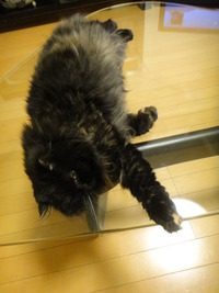 モウロウとしている猫