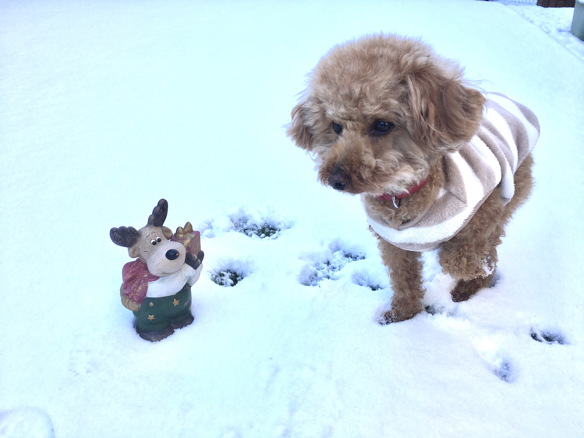 雪の中で遊ぶかな？