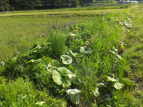 育苗ハウス内の仕上げの片付けと田植えの準備