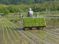 ふくおこしの田圃、田植えをおこなう