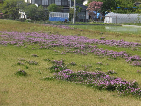 田植え4日目で、もちひかり・コシヒカリの12枚の田圃植え終えた