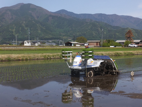 田植え4日目で、もちひかり・コシヒカリの12枚の田圃植え終えた