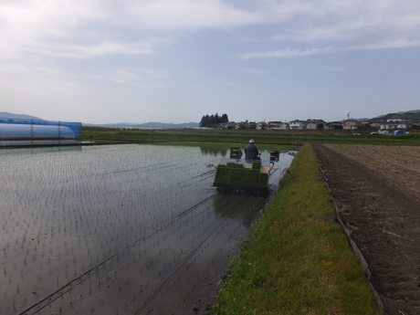 田植え4日目で、もちひかり・コシヒカリの12枚の田圃植え終えた