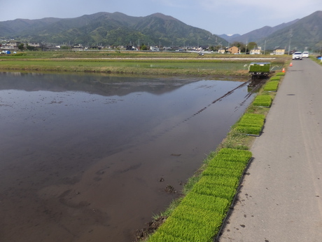 田植え4日目で、もちひかり・コシヒカリの12枚の田圃植え終えた