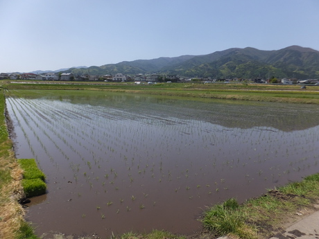 田植え4日目で、もちひかり・コシヒカリの12枚の田圃植え終えた