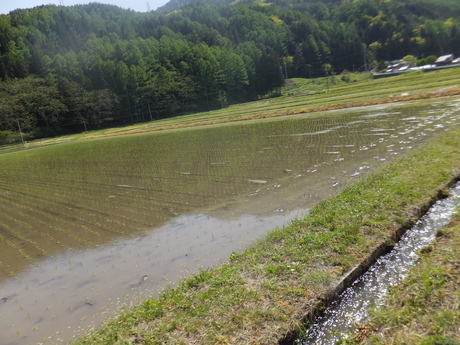 田植え4日目で、もちひかり・コシヒカリの12枚の田圃植え終えた