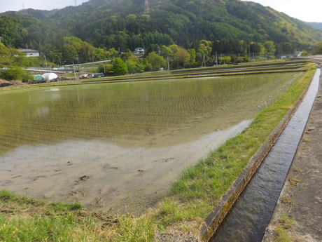 田植え4日目で、もちひかり・コシヒカリの12枚の田圃植え終えた
