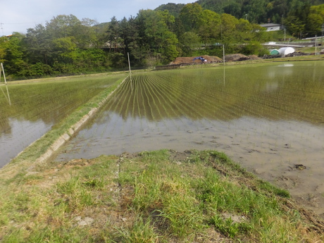 田植え4日目で、もちひかり・コシヒカリの12枚の田圃植え終えた