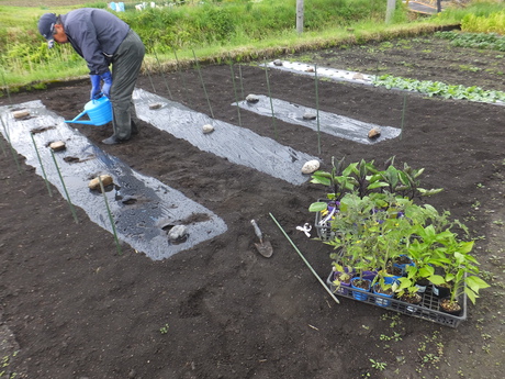 草餅をつく（よもぎ餅）、残り２枚の田圃の除草剤撒き、野菜の苗の定植