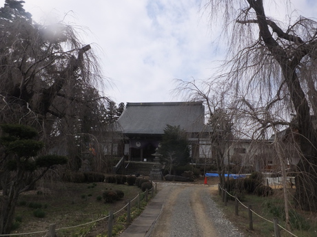 安養寺　松本市波田三溝の枝垂桜はほんの咲き始め