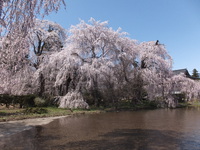 満開・見頃でした　安養寺の枝垂桜