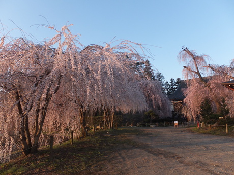 安養寺の枝垂桜　満開はもう少し先か