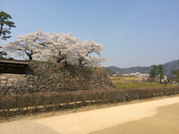 さくらの話
