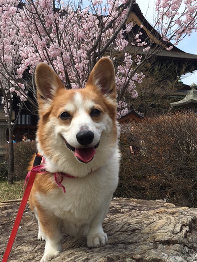 高山村のなっちょ♪