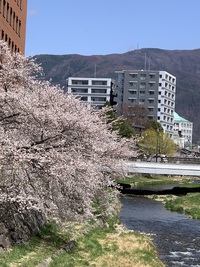 女鳥羽川沿い　桜満開！