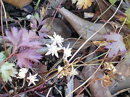 草紅葉とセリバオウレン