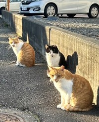 「境内にやって来る猫たち」に寄せて その１６５