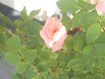 薔薇