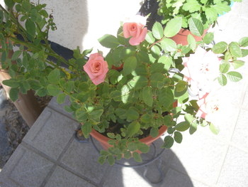 薔薇