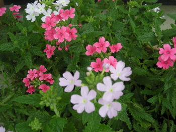 花の名前教えてください。