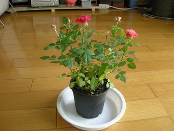 セントラルローズ