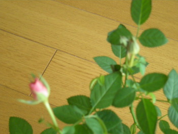 セントラルローズ